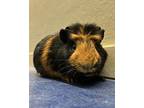 Elevator Music, Guinea Pig For Adoption In Novato, California