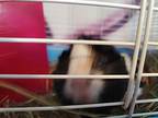 Blossoma, Guinea Pig For Adoption In Salisbury, Massachusetts