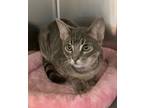 Firework, Tabby For Adoption In Canoga Park, California