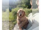 Goldendoodle PUPPY FOR SALE ADN-828977 - Standard golden doodle puppies