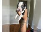 Boston Terrier PUPPY FOR SALE ADN-828876 - Baby Bostons