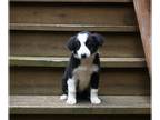 Border Collie PUPPY FOR SALE ADN-829009 - ABCA Border Collie For Sale Warsaw OH