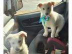 German Shepherd Dog PUPPY FOR SALE ADN-828837 - White German Shepherd puppies