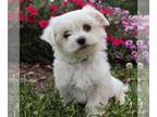 Maltese PUPPY FOR SALE ADN-828831 - Maltese