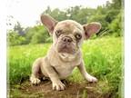 French Bulldog PUPPY FOR SALE ADN-828685 - Isabella Merle