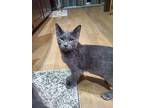 Wolfie, Domestic Shorthair For Adoption In Fort Collins, Colorado