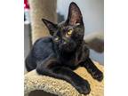 Aries (friendly), Domestic Shorthair For Adoption In Los Angeles, California