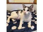 Cinnamon (le), Domestic Shorthair For Adoption In Little Falls, New Jersey