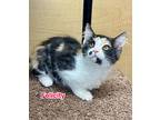 Felicity, Calico For Adoption In San Dimas, California