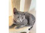 River, Russian Blue For Adoption In Palatine, Illinois