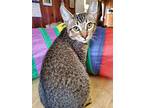 Juniper. ( Mc), Domestic Shorthair For Adoption In Napa, California