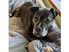 Shadey, American Staffordshire Terrier For Adoption In Whitestone, New York