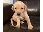 Labrador Retriever Puppy for sale in Woodbridge, CT, USA