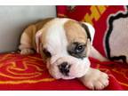 Bulldog Puppy for sale in Manhattan, KS, USA