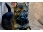 German Shepherd Dog Puppy for sale in Hattiesburg, MS, USA