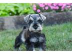 Mutt Puppy for sale in South Bend, IN, USA