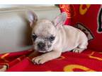 French Bulldog Puppy for sale in Manhattan, KS, USA