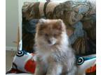 Pomeranian PUPPY FOR SALE ADN-829131 - Big Boy