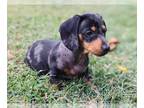 Dachshund PUPPY FOR SALE ADN-829470 - AKC Male Dapple Dachshund Puppy