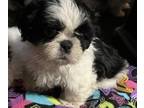 Shih Tzu PUPPY FOR SALE ADN-829483 - Shih Tzu Indiana