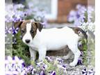 Jack Russell Terrier PUPPY FOR SALE ADN-829444 - Jack Russell Terrier