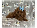 Cavapoo PUPPY FOR SALE ADN-829357 - Grace