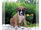 Boxer PUPPY FOR SALE ADN-829337 - ACA Boxer