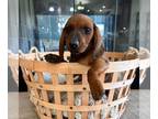 Dachshund PUPPY FOR SALE ADN-829139 - Miniature Dachshund Puppy