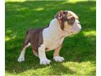 English Bulldog PUPPY FOR SALE ADN-829093 - CHOCOLATE TRI