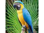 ☑️Champ Blue and Gold Macaw Parrots ☑️