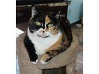 Luna, Domestic Shorthair For Adoption In Germansville, Pennsylvania