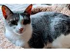 Sweet Pea, Domestic Shorthair For Adoption In Denver, North Carolina