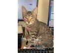 Turtle, Domestic Shorthair For Adoption In Manor, Texas