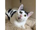 Tom Kat, Domestic Shorthair For Adoption In Battle Creek, Michigan