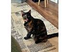 Poppy (2) - Offered By Owner, Domestic Shorthair For Adoption In Hillsboro