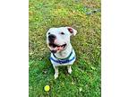 Kane, American Staffordshire Terrier For Adoption In Farmingdale, New Jersey