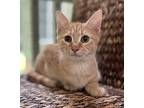 Clementine, Domestic Shorthair For Adoption In Spotsylvania, Virginia