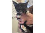 Eleanor, Domestic Shorthair For Adoption In Napa, California