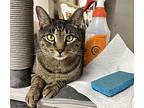 Mark, Tabby For Adoption In Carmel, New York