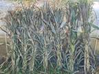 Bulk Corn Stalks for Fall Decoration