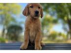 Golden Retriever Puppy for sale in Fort Wayne, IN, USA