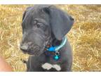 Great Dane Puppy for sale in Joplin, MO, USA