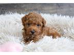 Mutt Puppy for sale in South Bend, IN, USA