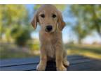 Golden Retriever Puppy for sale in Fort Wayne, IN, USA