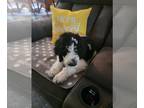 Sheepadoodle PUPPY FOR SALE ADN-829742 - Sheepadoodle