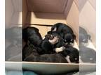 Schnauzer (Miniature) PUPPY FOR SALE ADN-829705 - Litter 8272024