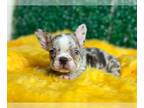 French Bulldog PUPPY FOR SALE ADN-829681 - French bulldog puppies looking for a