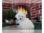 Poodle (Toy) PUPPY FOR SALE ADN-829803 - White Female Toy Poodle