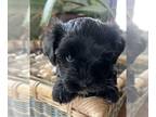 Havanese PUPPY FOR SALE ADN-829673 - Havanese Puppies Available Beautiful