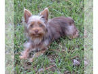 Yorkshire Terrier PUPPY FOR SALE ADN-829668 - AKC Chocolate Yorkie Male Puppy